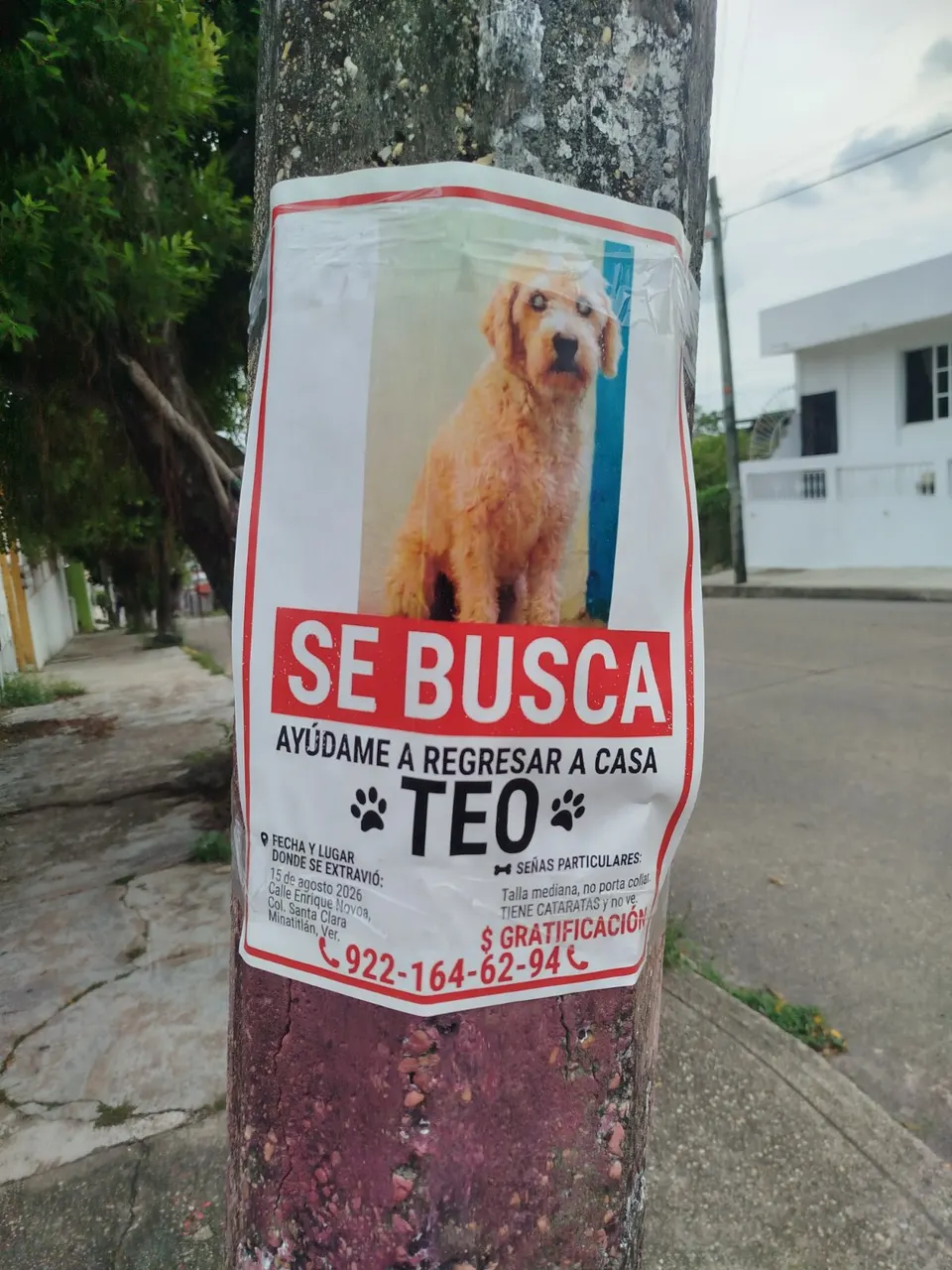 Foto de Teo