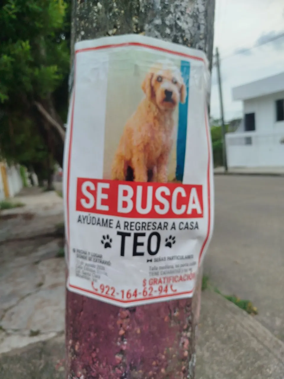 Foto 2 de 2: Teo